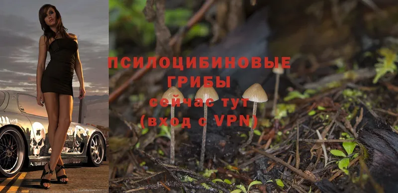 Псилоцибиновые грибы Psilocybine cubensis  где купить наркотик  Белёв 